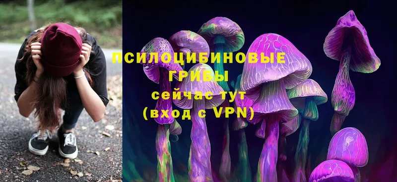 где купить   Белёв  Галлюциногенные грибы Psilocybine cubensis 